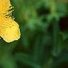 Hypericum kalmianum, flowers