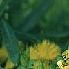 Hypericum kalmianum, flowers