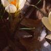 Crocus 'Cream Beauty', habit