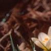 Crocus 'Cream Beauty', habit