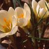 Crocus 'Cream Beauty', habit