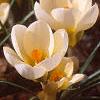Crocus 'Cream Beauty', habit