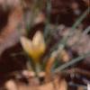 Crocus 'Cream Beauty', habit