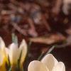 Crocus 'Cream Beauty', habit