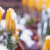 Crocus flavus 'Golden Yellow', flowers
