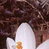 Crocus 'Snow-bunting', habit