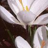 Crocus 'Snow-bunting', habit
