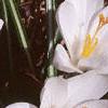 Crocus 'Snow-bunting', habit