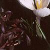 Crocus 'Snow-bunting', habit