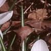 Crocus 'Snow-bunting', habit