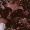 Crocus 'Snow-bunting', habit