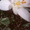 Crocus 'Snow-bunting', habit