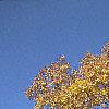 Carya ovata, fall color