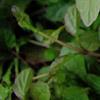 Ajuga reptans