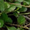 Ajuga reptans