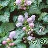 Lamium maculatum 'Pink Pewter', flowers