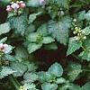 Lamium maculatum 'Pink Pewter', flowers
