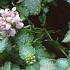 Lamium maculatum 'Pink Pewter', flowers