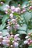Lamium maculatum 'Pink Pewter', flowers