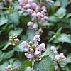 Lamium maculatum 'Pink Pewter', flowers