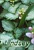 Lamium maculatum 'Pink Pewter', flowers