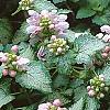 Lamium maculatum 'Pink Pewter', flowers