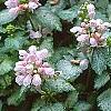 Lamium maculatum 'Pink Pewter', flowers