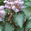 Lamium maculatum 'Pink Pewter', flowers