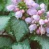 Lamium maculatum 'Pink Pewter', flowers