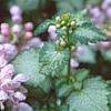 Lamium maculatum 'Pink Pewter', flowers