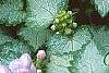 Lamium maculatum 'Pink Pewter', flowers