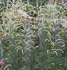 Monarda didyma 'Marshall's Delight', habit