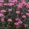 Monarda didyma 'Marshall's Delight', habit