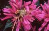 Monarda didyma 'Petite Delight'