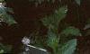 Monarda didyma 'Snow White', habit