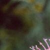 Monarda fistulosa