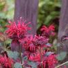 Monarda 'Raspberry Wine', habit