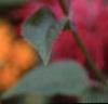 Monarda 'Raspberry Wine'