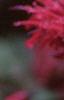 Monarda 'Raspberry Wine'