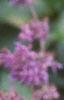 Salvia verticillata 'Purple Rain', flowers