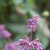 Salvia verticillata 'Purple Rain', flowers