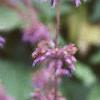 Salvia verticillata 'Purple Rain', flowers