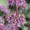Salvia verticillata 'Purple Rain', flowers