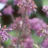 Salvia verticillata 'Purple Rain', flowers