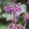 Salvia verticillata 'Purple Rain', flowers