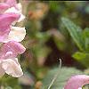 Scutellaria alpina, flowers