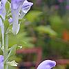 Scutellaria ocmulgee