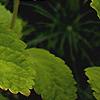Scutellaria ocmulgee 'Alba'