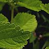 Scutellaria ocmulgee 'Alba'
