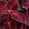 Solenostemon scutellarioides 'Red Ruffles', habit